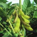 Beskrivelse og karakteristika for sojabønnsorter i Rusland og i verden, ultra-tidlig modning og højtydende