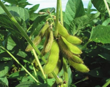 Description et caractéristiques des variétés de soja en Russie et dans le monde, à maturation ultra-précoce et à haut rendement
