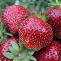 Welke soorten aardbeien zijn beter om te kiezen voor de regio Moskou voor open grond, teelt