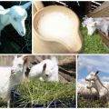Kiedy możesz zacząć pić mleko po jagnięciu kozy, korzyści i wartość siary