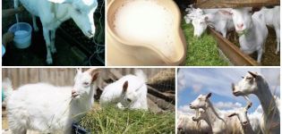 Když můžete začít pít mléko po porážce kozy, výhody a hodnota mleziva