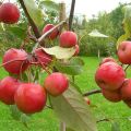 Descripció i característiques de la varietat de pomes del Paradís, plantació, cultiu i cura