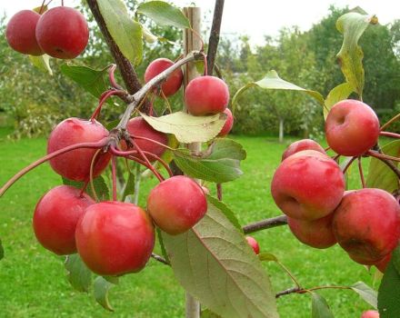 Beschreibung und Eigenschaften der Paradies-Apfelsorte, Pflanzung, Anbau und Pflege