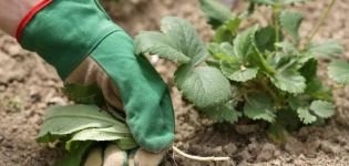 Aké herbicídy zvoliť na ošetrenie jahôd z burín