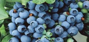 Opis i karakteristike sorte borovnice Bluegold, pravila sadnje i njega