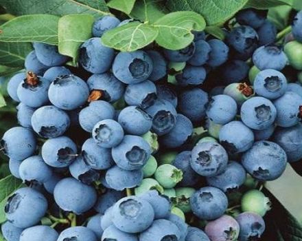 Beschrijving en kenmerken van de Bluegold blueberry-variëteit, plantregels en verzorging