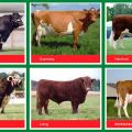 Charakteristika a názvy najlepších mäsových plemien býkov, ako si vybrať na výkrm