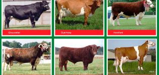 Caractéristiques et noms des meilleures races de taureaux à viande, comment choisir pour l'engraissement