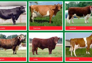 Características y nombres de las mejores razas de carne de toros, cómo elegir para el engorde.