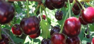 Descripció de la varietat i característiques de la fruita de les cireres Garland, plantació i cura