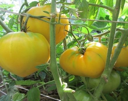 Opis odrody paradajok Samokhval, vlastnosti pestovania a starostlivosti