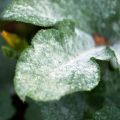 Comment se débarrasser des maladies du chrysanthème, les principaux ravageurs et leur traitement