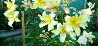 Description of varieties of OT-hybrids of lilies, planting and care in the open field