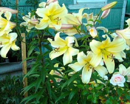 Beschreibung der Sorten von OT-Hybriden von Lilien, Pflanzung und Pflege auf freiem Feld