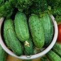 Wat volgend jaar te planten na komkommers: uien, aardappelen, knoflook en anderen