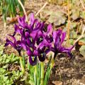 Description and varieties of Japanese irises, planting and care features
