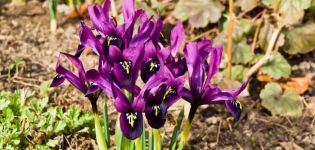 Beschrijving en variëteiten van Japanse irissen, plant- en verzorgingskenmerken