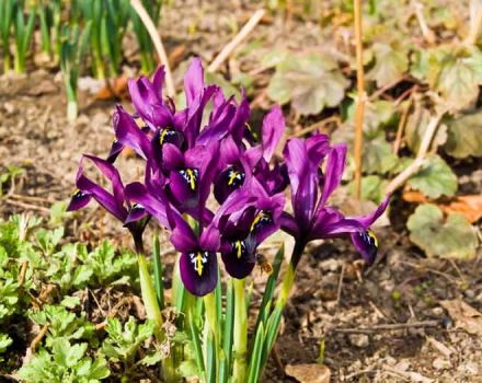 Beskrivning och sorter av japanska iris, plantering och vård funktioner