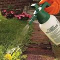 Herbicido Lontrel naudojimo prieš piktžoles instrukcijos