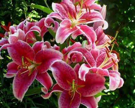 Description and characteristics of varieties of tiger lilies, cultivation and reproduction