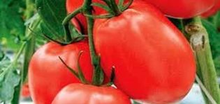 Dinar domates çeşidinin tanımı, yetiştirme ve verim için öneriler