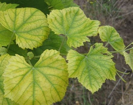 How to treat chlorosis on grapes with iron vitriol, what to do and how to process