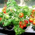 Charakteristika a opis odrody paradajok Balkonový zázrak, jeho výnos