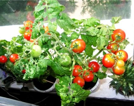 Tomaattilajikkeen ominaisuudet ja kuvaus Parveke ihme, sen sato