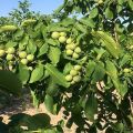 Description and yield of Chandler walnut, planting and care