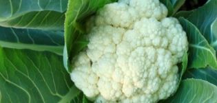 Varieties of the best varieties of cauliflower with names