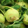 Recipes for cooking kohlrabi cabbage for the winter with and without sterilization
