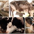 Epizootología y síntomas de leptospirosis en bovinos, tratamiento y prevención.