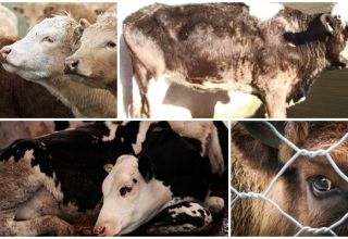 Epizootology and symptoms of leptospirosis in cattle, treatment and prevention