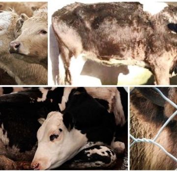 Epizootology and symptoms of leptospirosis in cattle, treatment and prevention