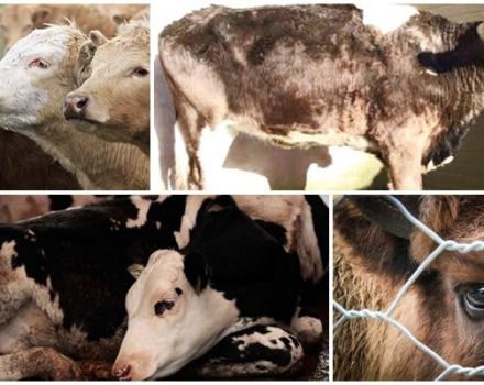 Epizootoológia a príznaky leptospirózy u hovädzieho dobytka, liečba a prevencia