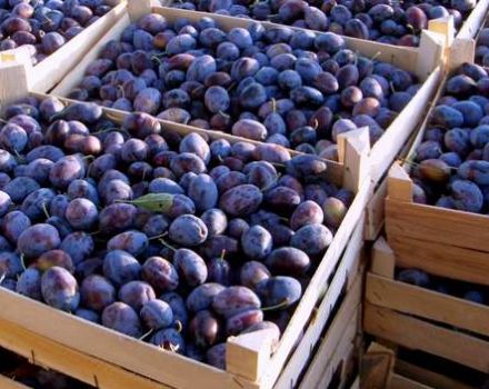 How to store plums at home by freezing, drying and pickling