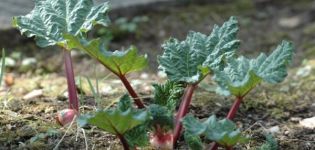 Pourquoi les feuilles de rhubarbe deviennent rouges: maladies et ravageurs et comment s'en débarrasser