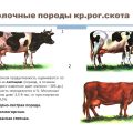 Hvilke faktorer påvirker mælkeproduktionen hos køerne og bestemmelsesmetoder