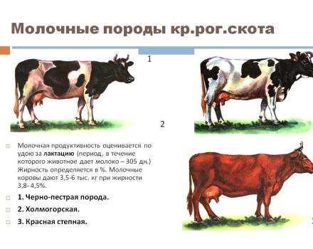 Những yếu tố nào ảnh hưởng đến sản lượng sữa ở bò và phương pháp xác định