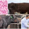 أعراض وتشخيص مرض السل في الماشية ، تعليمات العلاج