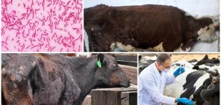 תסמינים ואבחון של צניחת הריון אצל בקר, הוראות לטיפול