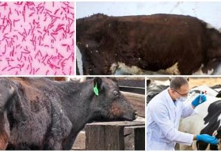 Symptômes et diagnostic de la paratuberculose chez les bovins, instructions de traitement
