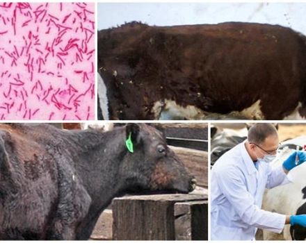 A szarvasmarhák paratuberculosisának tünetei és diagnosztizálása, kezelési útmutató