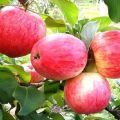 Popis rané odrůdy a aloe jablek