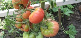 Características y descripción de las variedades de tomate sin dimensiones