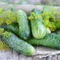 Kurazh salatalık çeşidinin özellikleri ve tanımı, yetiştirilmesi ve oluşumu