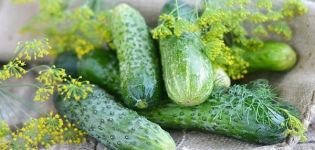 Kenmerken en beschrijving van de Kurazh-komkommervariëteit, hun teelt en vorming