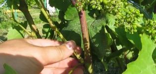 Kodėl birželio ir liepos mėnesiais reikia žiupsnelis vynuogių ir kaip tinkamai pašalinti ūglių perteklių