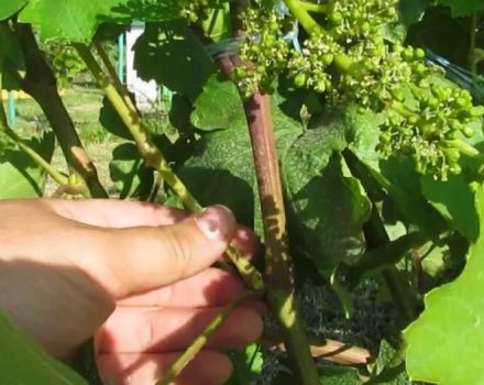 Why do you need to pinch grapes in June and July and how to properly remove excess shoots