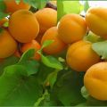 Description of apricot variety Zhigulevsky Souvenir, history of selection and characteristics of fruits